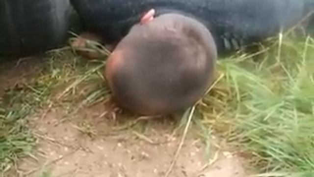 Antanas eina namo смотреть онлайн