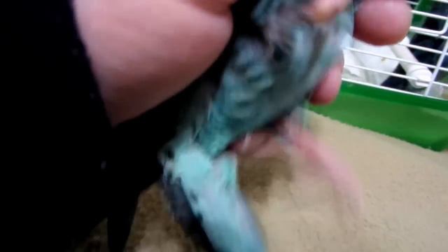 Bird Leg Band Removal смотреть онлайн