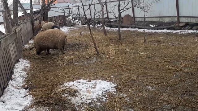 Венгерская мангалица мясо корректор смотреть онлайн