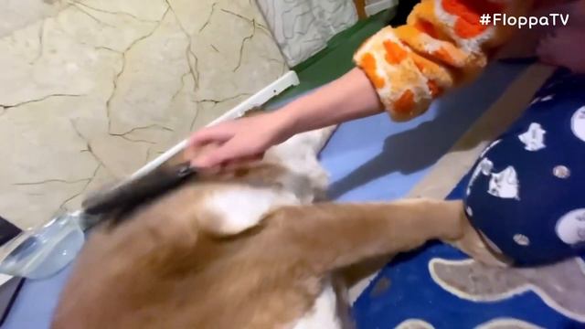 How to Brush Big Floppa : Caracal смотреть онлайн