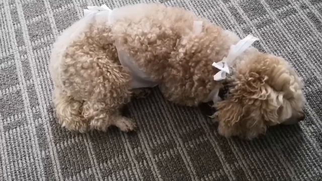 Ложная беременность у собак. Симптомы, что делать?! Коротко. смотреть онлайн