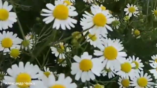 Стих про лето | автор Александр Чайка | 1 смотреть онлайн