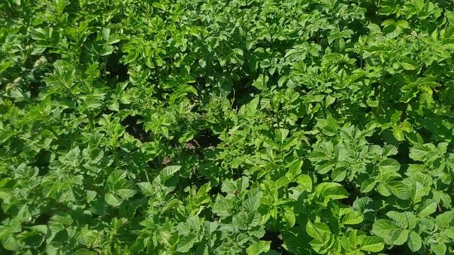 Биопрепараты. Вредители. Результат. смотреть онлайн