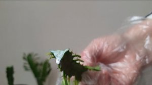 Размножение трёхгранного молочая. Комнатные растения - уход, размножение, лечебные свойства молочая