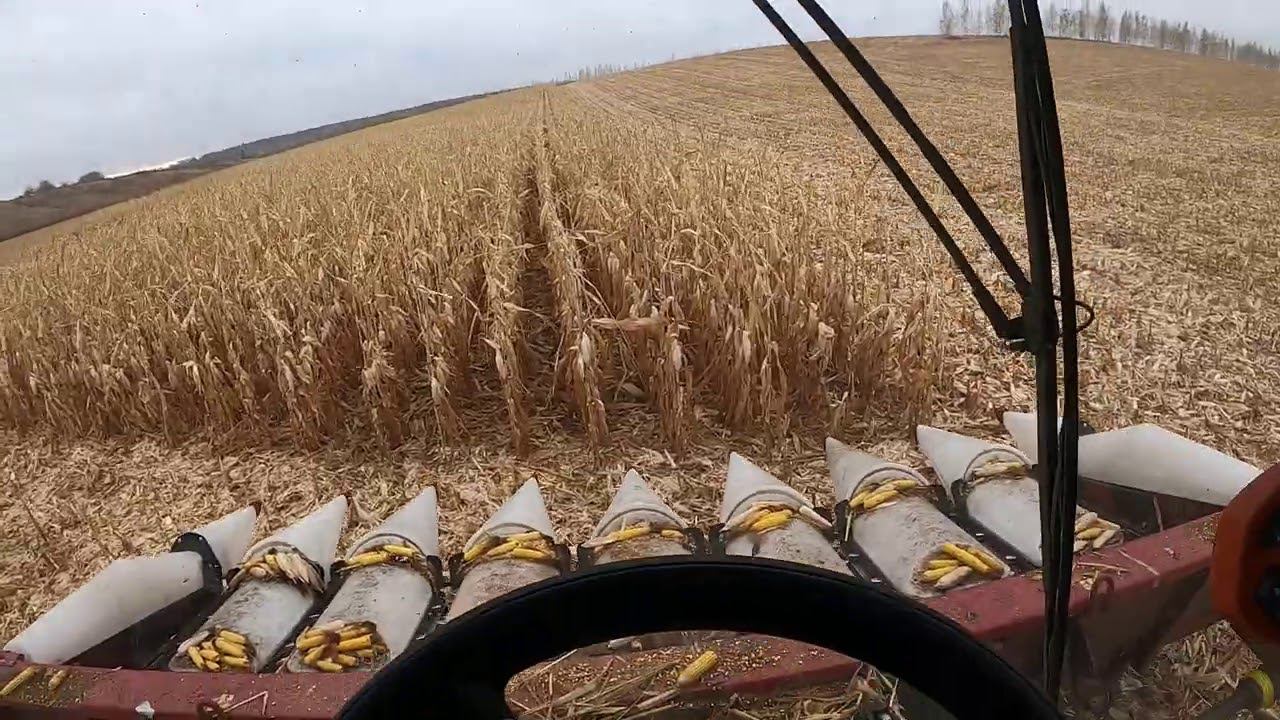 Комбайн Торум . Мотор Мерседес, особенность эксплуатации на крутых склонах. смотреть онлайн