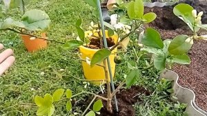 Цитрусовые в открытом грунте. Эксперимент. 1 часть / Цитрусовый Рай МариАны