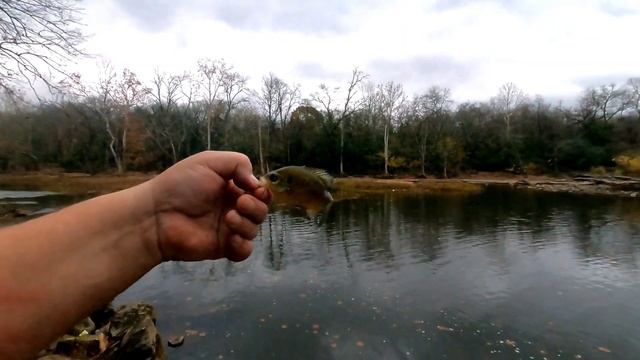 Berkley Angleworms An Excellent Panfish Bait смотреть онлайн