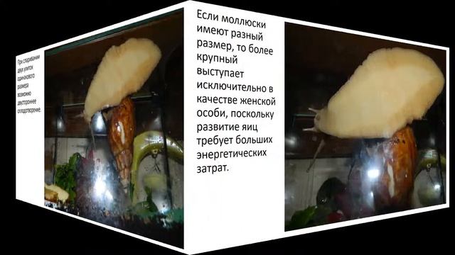 Ахатинские улитки