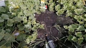 Шикарные ДЫНИ для Сибири !