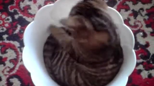 Кисик играет смотреть онлайн