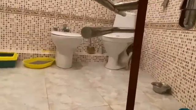 Сиамский котёнок Снежок в добрые руки смотреть онлайн