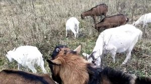 Можно ли доить козу всего раз в день???