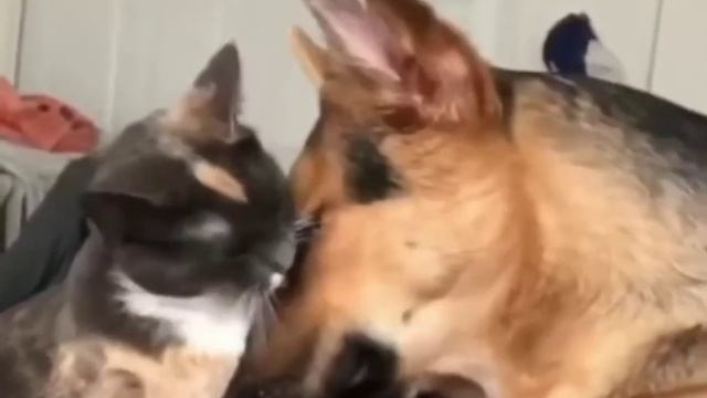 Трогательные отношения кошки и собаки