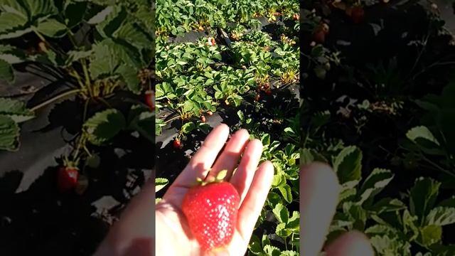 Обзор сортов клубники - Текла. Итальянский сорт. Новинка. смотреть онлайн