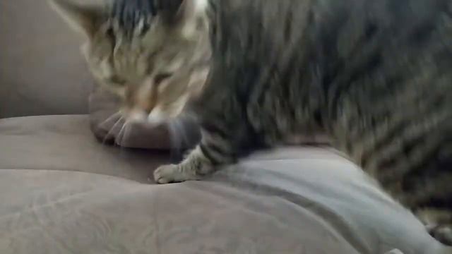 Я вернулась! Хорошие новости/плохие новости!🙂☹️🙀 (Говорящая кошка) смотреть онлайн
