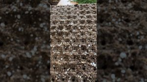 Кизильник, черенкование 01.07