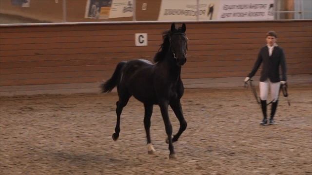 Аукцион орловских лошадей на первом Московском конном заводе - 2022 смотреть онлайн