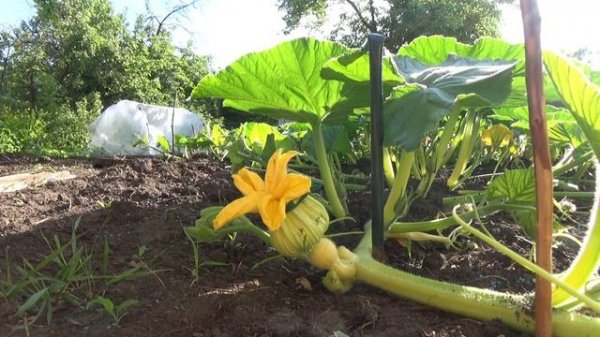 Пытаюсь вырастить тыкву 1000кг #7 - Тыквы на позициях