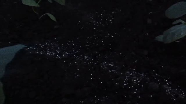 Баклажаны высадила на пмж 05.06.2018 смотреть онлайн