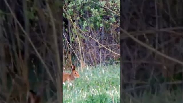 #shorts Заяц прыгает по полю