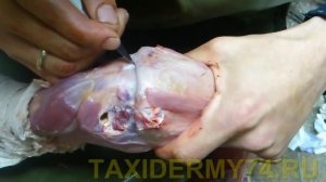 Третий Видеоурок по таксидермии птиц: изготовление изделия Чучело глухаря