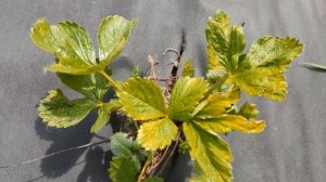 Нехватка элементов у клубники по листу. Как определить нехватку элементов по листу клубники.