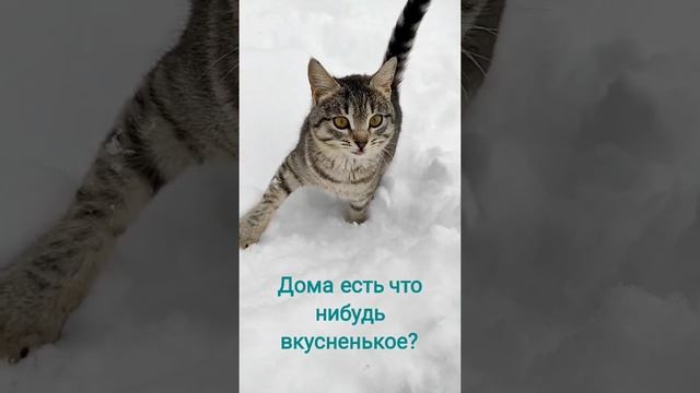 Кошка мышеловка удивлена от такого количества снега) смотреть онлайн