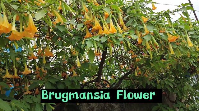 Brugmansia Flower (Angel's Trumpet)