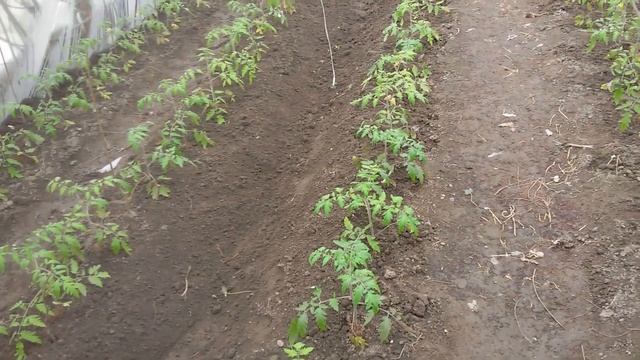 Февральские ,ранние помидоры Пинк Парадайз смотреть онлайн