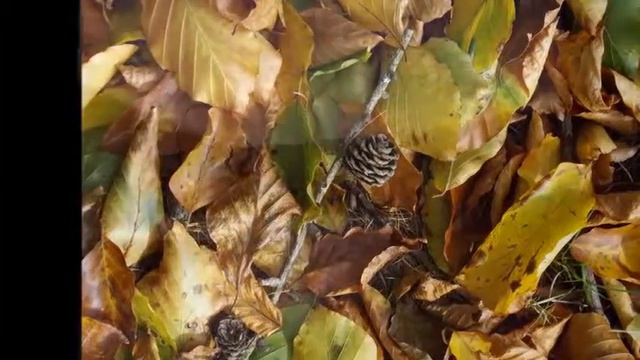 forever Autumn смотреть онлайн