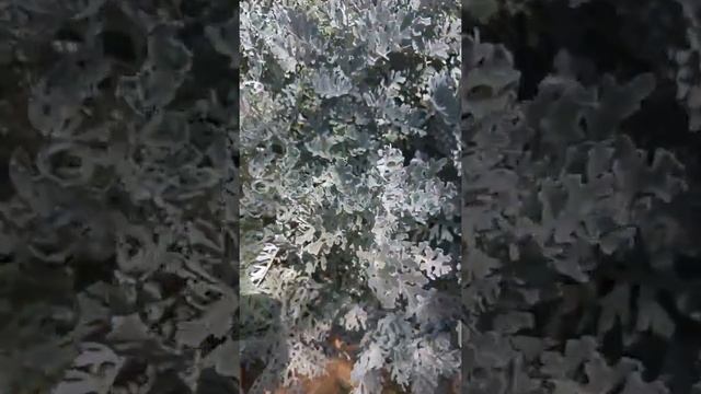 סביון מלבין Jacobaea maritima смотреть онлайн