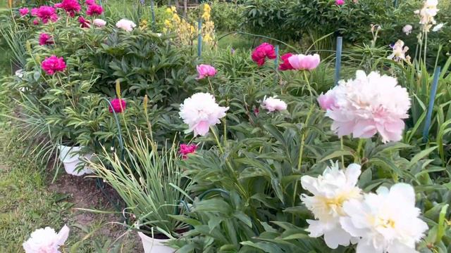 Почему у меня много пионов?! смотреть онлайн