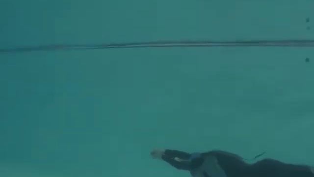 28 Marzo Campionato Italiano Apnea Indoor DNF - Carmelo Isgrò смотреть онлайн