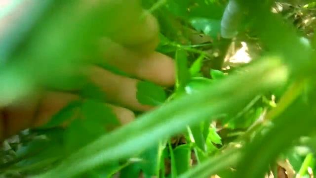 Результат весенней прививки 2020 на рябину смотреть онлайн