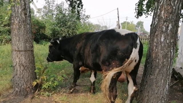 Сдал быка (забой быка) смотреть онлайн