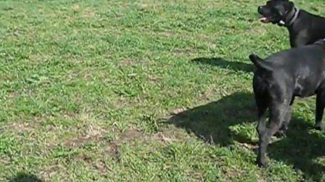 Кане корсо Эрма и Вася, миттелька Митька смотреть онлайн