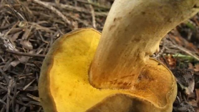 Hřib plstnatý - Boletus subtomentosus смотреть онлайн