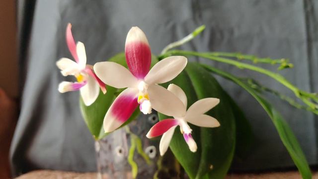 Phal. tetraspis 'C2' - update смотреть онлайн