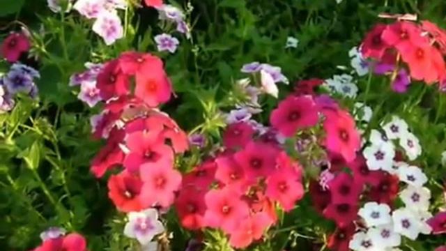 Июль - цветы - July - flowers -tango- смотреть онлайн