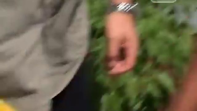 Хабанеро/Habanero Chile. Клуб Путешествий Михаила Кожухова