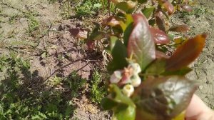 Красные листья у голубики.Какая голубика пострадала от возвратных заморозков больше.