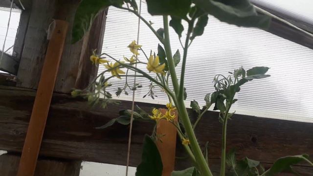 Что выросло из семян гибрида Ф1 смотреть онлайн