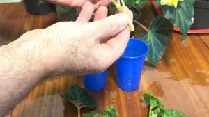 Размножение бегонии черенками в домашних условиях в воде