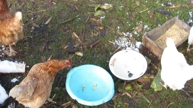 ПЕРВЫЙ СНЕГ, ГУСИ ,КОТ ,ОГОРОД смотреть онлайн