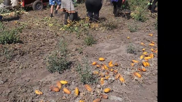 Огуречный комбайн MOROZ 1500 мм со сменной трубой сепарации под огурец. Уборка огурца. смотреть онлайн