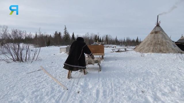 Что самое главное жизни в тундре? Стас Сэротэтто | ЯСАВЭЙ. Кочевник XXI века. 22.05.2022 1 часть смотреть онлайн