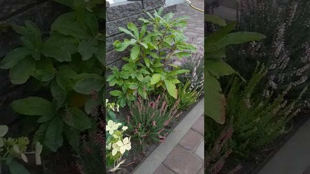 Растения любящие кислый грунт смотреть онлайн