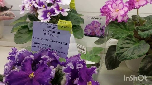 Выставка фиалок в сентябре 2022 ч.2/Дом фиалки #на Пятницкой#домфиалки#выставкафиалок# смотреть онлайн