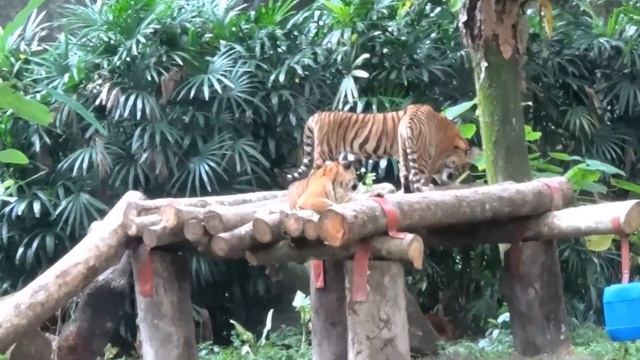 Kuala Lumpur National Zoo Зоопарк Куала-Лумпур (Zoo Negara) смотреть онлайн