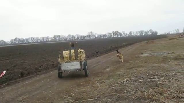 Прицеп к мотоблоку. смотреть онлайн